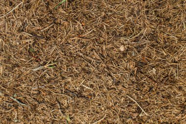 Dried spruce needles, forest backgroun