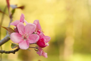 Beautiful spring border, blooming flowers bush on yellow sunny background. Soft selective focus