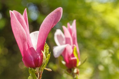 Abstract greenery foliage background with beautiful pink flower 