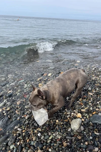 Little dog pet holding plastic bottle in mouth, which he caught in sea water. Plastic garbage global problem environmental pollution