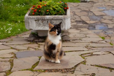 Colourful black white orange cat sitting near green grass
