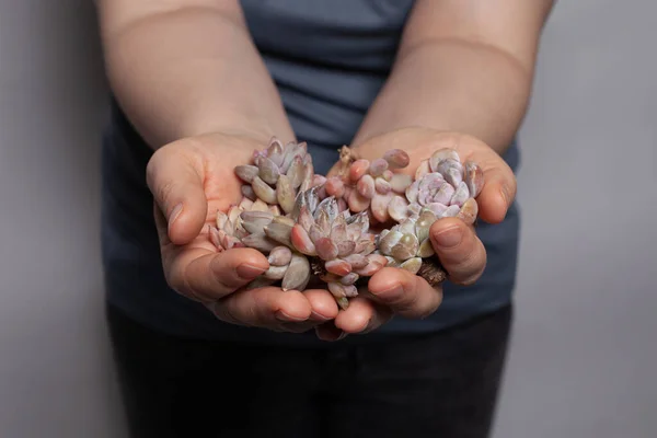 Суккулент Жіночих Руках Красиві Сукуленти Ботаніка — стокове фото