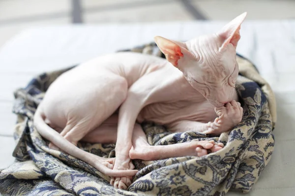 Милая Розовая Кошка Сфинкс Лежит Шарфе — стоковое фото