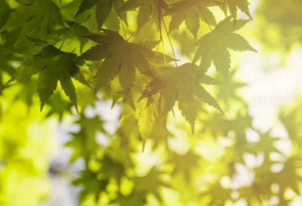 Bulanık Yeşil Arkaplandaki Yeşil Yaprakları Kapatın Güneşli Bokeh Işığı Kopyalama — Stok fotoğraf