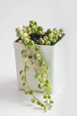 Beyaz tencerede sulu. Evergreen senecio rowleyanus variegata bitkisi. Değişik küçük yakın plan renkli botanik yapraklar.