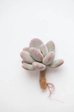 Pachyphytum veya Pachyveria mavi sisli bitki kökleri beyaz, sulu yayılma