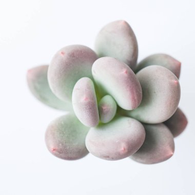 Succulent flower. Pastel color Pachyphytum or Pachyveria blue haze plant, top view clipart