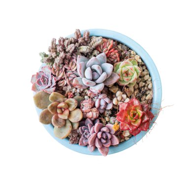 Sulu üreme konsepti. Bahçede sulu. Parlak renkli echeveria ve sedum rosette çiçeği, üst manzara 