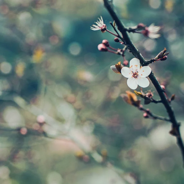 아름다운 꽃무늬는 추상적으로 자연의 배경을 흐트러 립니다 벚나무 가지들은 부드러운 — 스톡 사진