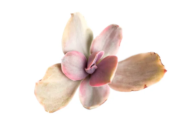 Raros Suculentos Echeveria Gibbiflora Decora Variegado Roseta Flor Planta Vista — Fotografia de Stock