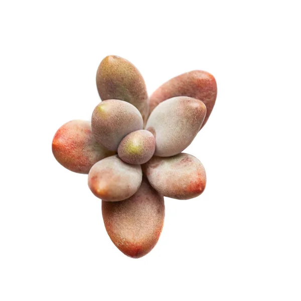 Pachyphytum Werdermannii Isolated White Orange Plant Rosette Top View — Stock Photo, Image