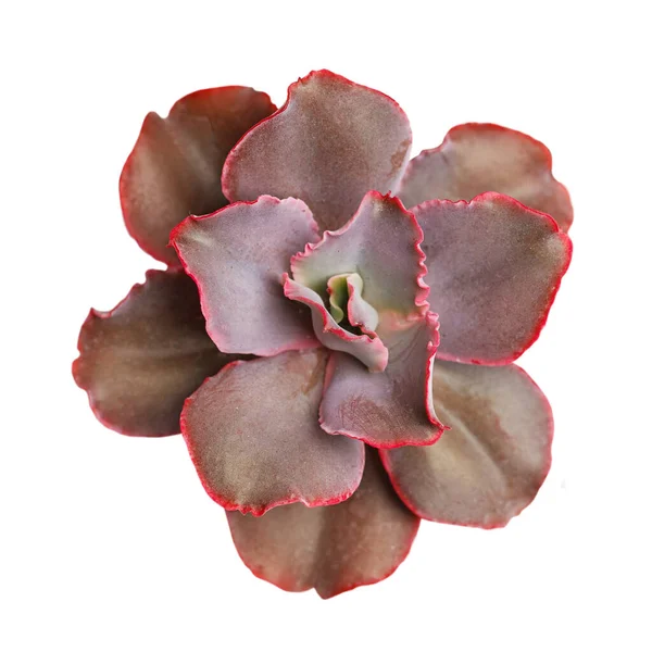 Colorful Bright Red Echeveria Fire Light Plant Isolated White Background — Stock Photo, Image