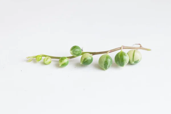Senecio Rowleyanus Variegata Planta Variado Siempre Verde Pequeño Primer Plano —  Fotos de Stock