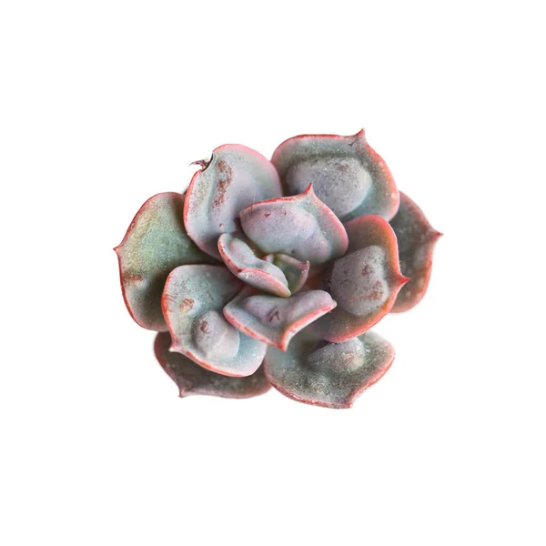 Isolated Echeveria Heart Delight Flower Top View — стокове фото