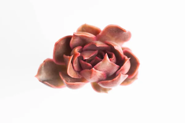 Röd Echeveria Kysser Blomma Makro Vit Ovanifrån Ljusa Saftiga Växter — Stockfoto