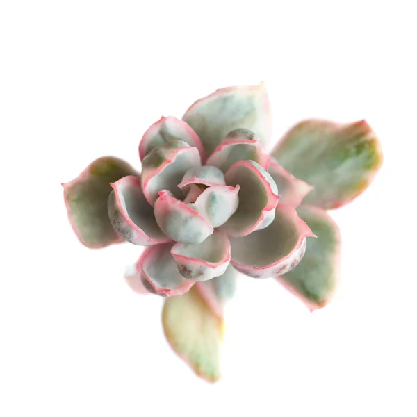 Sukkulente Pflanze Echeveria Berkeley Light Variegata Rosettenblütenpflanze Isoliert Auf Weißem — Stockfoto
