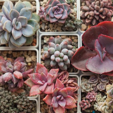 Kırmızı, pembe, mavi ve mor sulu çiçek roseti, canlı çiçek arkaplanı