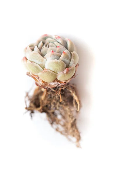 Schöne Pastellfarbe Echeveria Himbeereispflanze Auf Weißem Hintergrund — Stockfoto