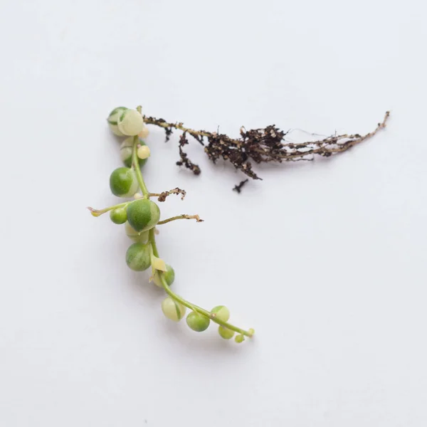 Evergreen Variegata Planta Senecio Rowleyanus Com Raiz Variegated Pequeno Closeup — Fotografia de Stock