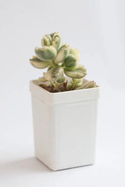 Zeldzame Plant Cotyledon Tomentosa Variegata Pot Witte Achtergrond Kleurrijke Groene — Stockfoto