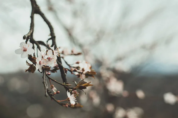 Branche Cerisier Fleurs Dans Lumière Soleil Nuit Avec Espace Copie — Photo