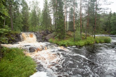 Dağ nehri manzarası, ormandaki su akıntısı