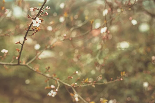 Весенний Цветок Мягкий Фон Сцена Природы Цветущим Деревом Боке Вспышкой — стоковое фото