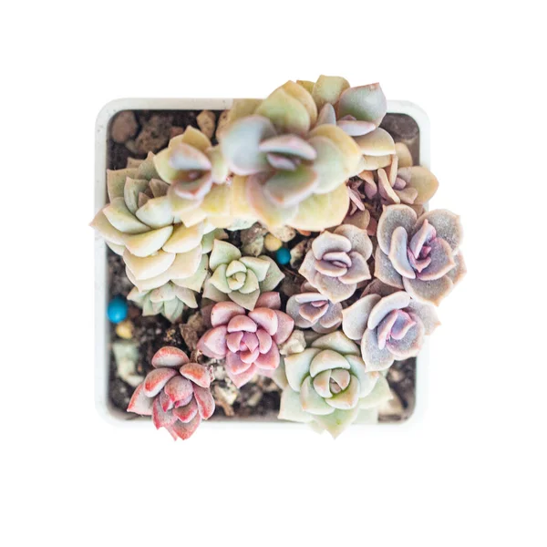Επιτυχής Διάδοση Φυτό Echeveria Γλάστρα Φωτεινό Κομψό Αειθαλές Μικρό Closeup — Φωτογραφία Αρχείου