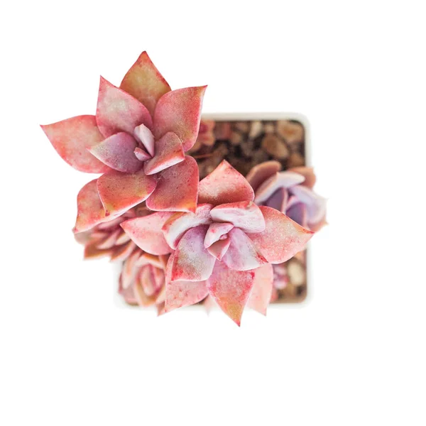 Květinové Graptopetalum Bainesii Růžice Rostlina Izolovaná Bílém Pozadí — Stock fotografie