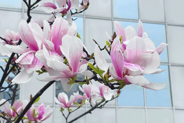 Αστική Άνοιξη Όμορφα Φυσικά Λουλούδια Magnolia Στο Κτίριο Γραφείων Της — Φωτογραφία Αρχείου