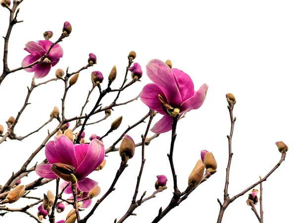 Φωτεινά Ροζ Λουλούδια Magnolia Απομονωμένα Λευκό Φόντο — Φωτογραφία Αρχείου