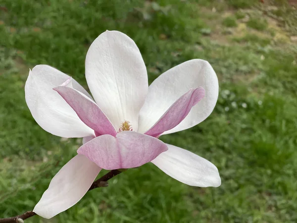 Magnolia Λουλούδι Κατά Πράσινο Φόντο Γρασίδι — Φωτογραφία Αρχείου