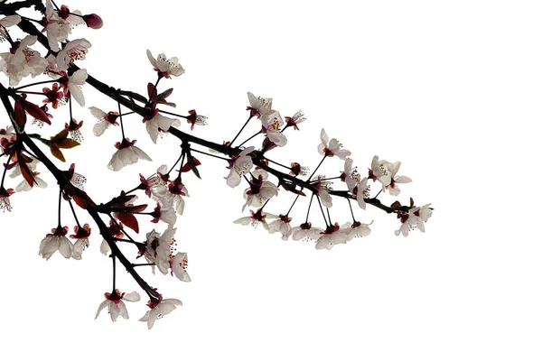 배경에 자라는 꽃피는 벚나무 — 스톡 사진