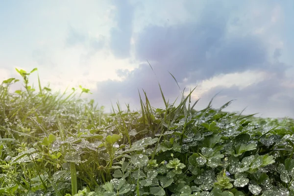 雲の自然を背景に青い空に対する緑の草 — ストック写真
