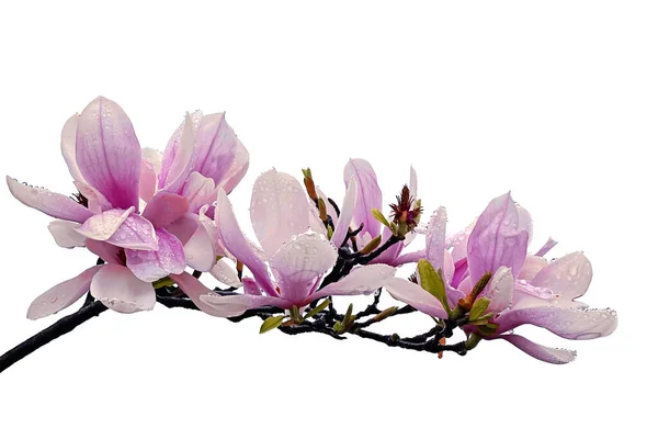 Beautiful Sweet Pastel Color Magnolia Flower Twig Isolated White — Stock Photo, Image
