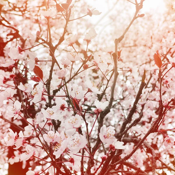 Frühling Hintergrund Schöne Blumenblüte Kirschbaum Blume Nahaufnahme Mit Abstrakten Bokeh — Stockfoto