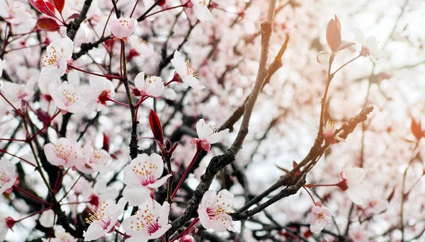 Bahar Çiçeği Arka Planı Çiçek Açan Bahar Çiçekleri Işık Altı — Stok fotoğraf