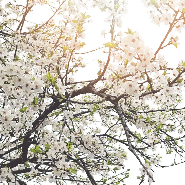 Весенняя Концепция Белый Цветок Фон Солнечным Светом — стоковое фото