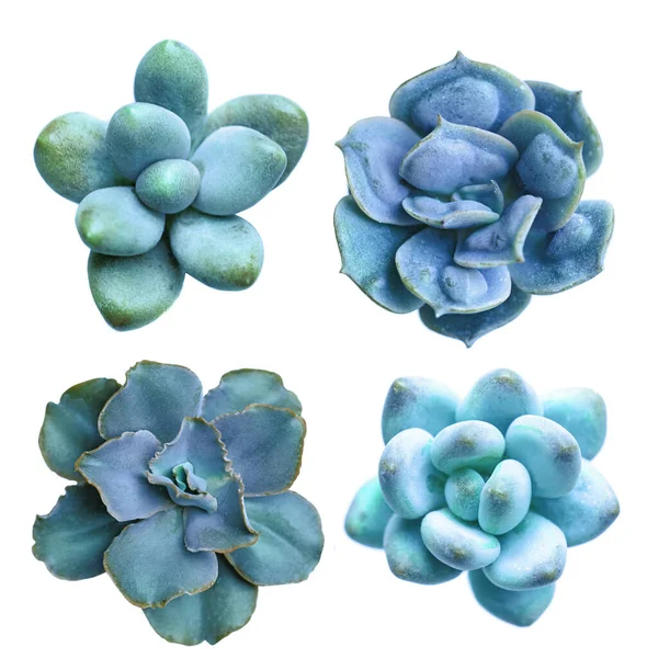 Leuchtend Bunte Blaue Blüte Echeveria Rosette Sukkulente Floral Design Element — Stockfoto
