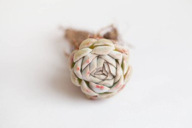 Ender bulunan sulu çiçek, beyaz arkaplanda Echeveria ahududu buzulu gül.. 