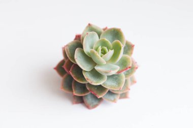 Yeşil sulu Graptoveria Tituban çiçek roseti, botanik tropikal çiçek açan bitki örtüsü düzenlemesi