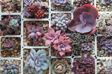 Kırmızı, pembe, mavi ve yeşil renkli sulu çiçek roseti. Echeveria, pachyphytum, sedum, crassula ve Greenvia yakın çekim üst görünümü. Hobi, gargara ve sulu üreme konsepti 