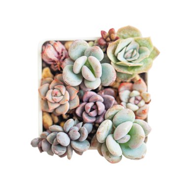 Sulu çoğalma. Everia bitkisi saksıda parlak, zarif, her zaman yeşil, küçük, yakın plan, renkli, kuru bahar gülü, üst taraf botanik, tropik, egzotik, çiçek açan bitki örtüsü.