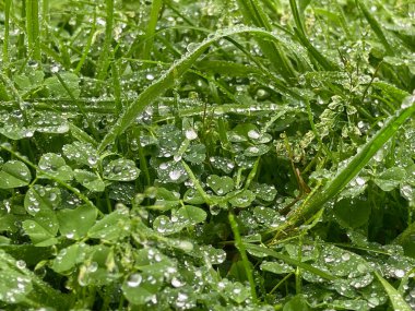 Yağmurdan sonra yeşil çimenler. Bahar ya da yaz yeşil çimenlik çayırda çiğ damlaları
