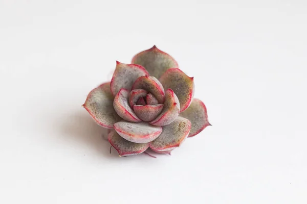 Perfect small Echeveria Mirine rosette flower. Succulent plant propagation