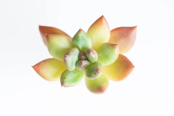 Echeveria Spica Цветочная Розетка Изолирована Яркое Сочное Растение — стоковое фото