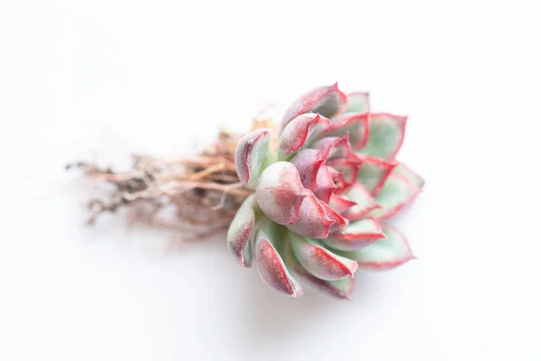 赤と緑の花 Echeveria白い背景に根を持つエステル植物 — ストック写真