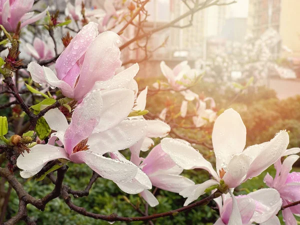 Frisch Blühende Magnolienblüten Sonnenlicht Frühlingshintergrund — Stockfoto
