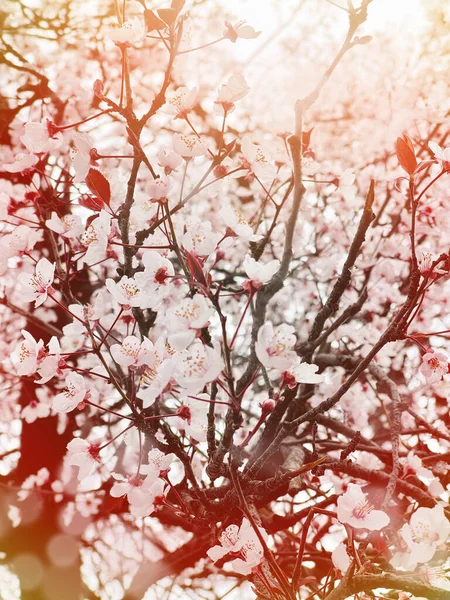 Цветущий Весенний Фон Цветами Размытым Солнцем Боке Цветами — стоковое фото