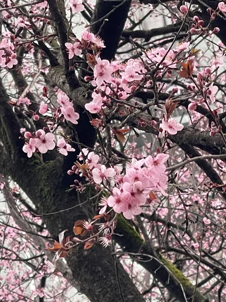 Tkemali Pflaumenbaum Rosa Blumen Blumiger Frühling Hintergrund — Stockfoto